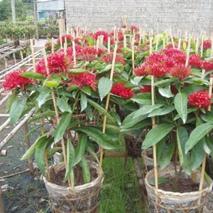 Cây Mẫu Đơn