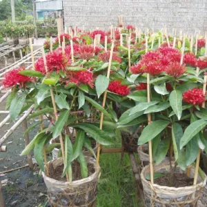 Cây Mẫu Đơn