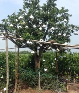 Cây Bưởi