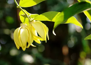 Cây Hoàng Lan
