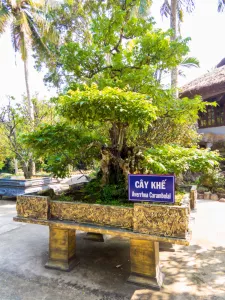 Cây Khế