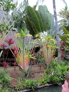 Cây Chuối Dẻ Quạt