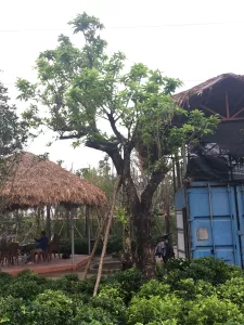 Cây Vối Trong Cảnh quan sân vườn