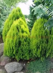 Cây Trắc Bách Diệp