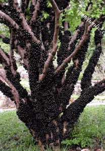 Cây Nho Thân Gỗ