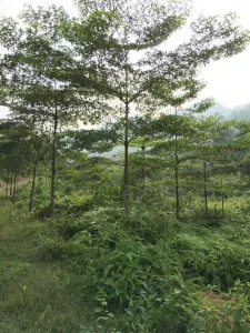 Cây Chiêu Liêu