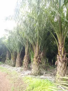 Cây Cọ Dầu
