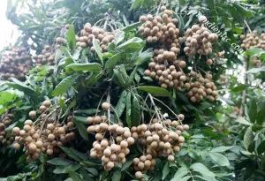 Cây Nhãn