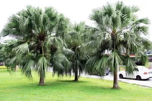 Cây Cọ trơn