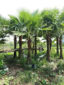 Cây Kè