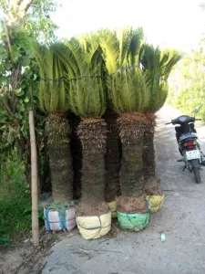 Cây Vạn Tuế