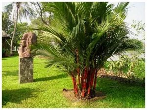 Cây Cau Đỏ