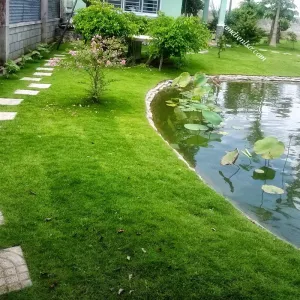 Các loại cỏ công trình được ưa chuộng nhất