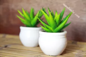 Chọn cây trồng có khả năng làm sạch không khí cho gia đình