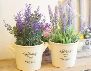Tư vấn lựa chọn cây xanh nội thất đẹp cho căn nhà