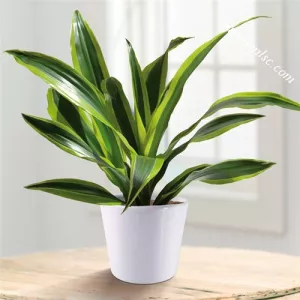 Những loại cây xanh có tác dụng loại trừ khí độc trong không khí