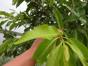 Cách trồng cây vối tại nhà đơn giản