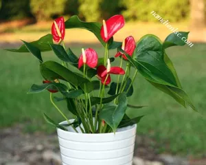 Những loại cây xanh thích hợp để làm tường xanh