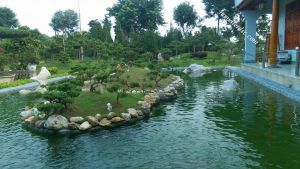 Đồi tùng trên hồ nước
