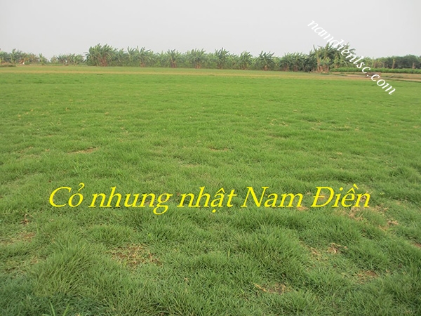 cay-co-nhung-nhat-cay-xanh-nam-dien