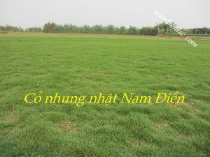 Cỏ Nhung Nhật |Cỏ Nhung - Cỏ Nhật Nam Điền