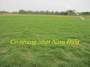 Cỏ Nhung Nhật |Cỏ Nhung - Cỏ Nhật Nam Điền