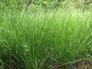 Cỏ Vetiver - Cỏ chống xói mòn đất