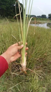 Cỏ Vetiver - Cỏ chống xói mòn đất