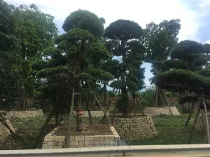 Tùng La Hán