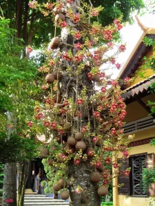 Cây Sala (Cây Ngọc Kỳ Lân)