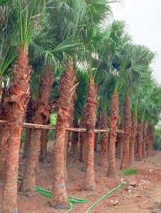 Cây Cọ Trơn