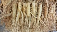 NHÂN SÂM TƯƠI HÀN QUỐC - 10 CỦ/KG