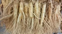 NHÂN SÂM TƯƠI HÀN QUỐC - 10 CỦ/KG