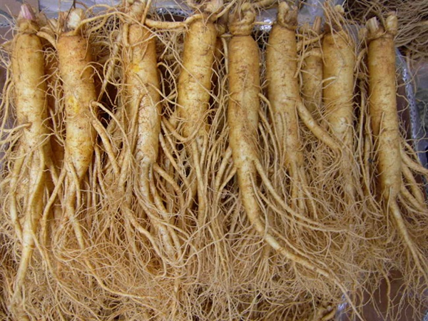 NHÂN SÂM TƯƠI HÀN QUỐC - 14 CỦ/ 700 G