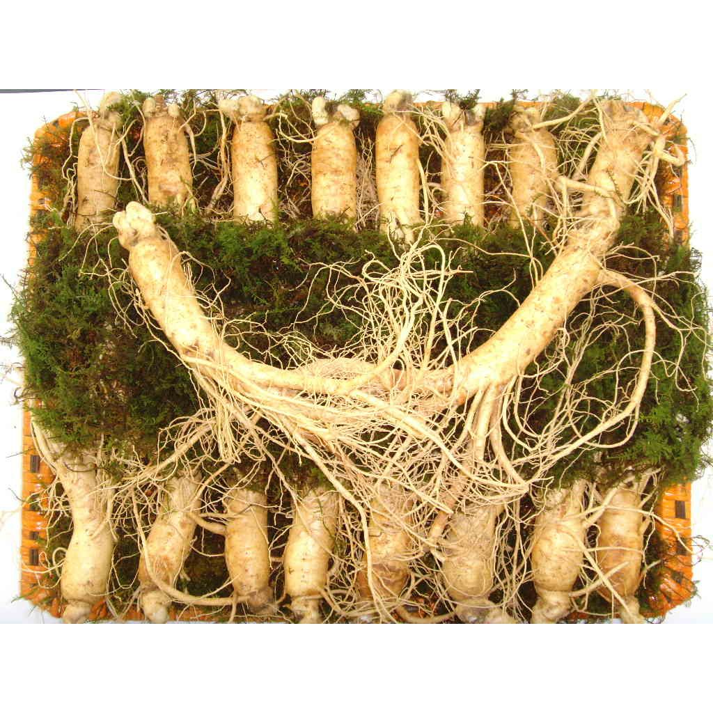 NHÂN SÂM TƯƠI HÀN QUỐC - 20 CỦ/ 1 KG
