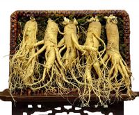 NHÂN SÂM TƯƠI HÀN QUỐC - 5 CỦ/ 1 KG