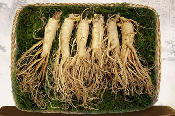 NHÂN SÂM TƯƠI HÀN QUỐC - 6 CỦ/ 1 KG