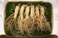 NHÂN SÂM TƯƠI HÀN QUỐC - 6 CỦ/ 1 KG