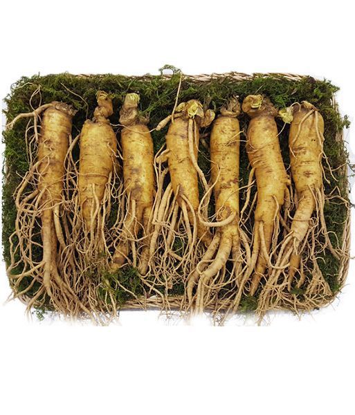 NHÂN SÂM TƯƠI HÀN QUỐC - 7 CỦ/ 1 KG