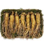 NHÂN SÂM TƯƠI HÀN QUỐC - 7 CỦ/ 1 KG