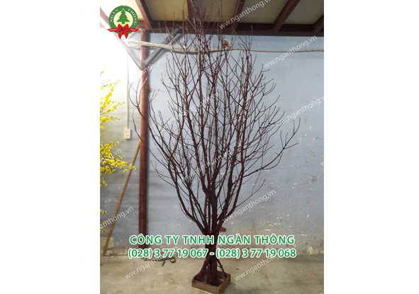 CÂY KHÔ (SƠN NÂU)-2.8M