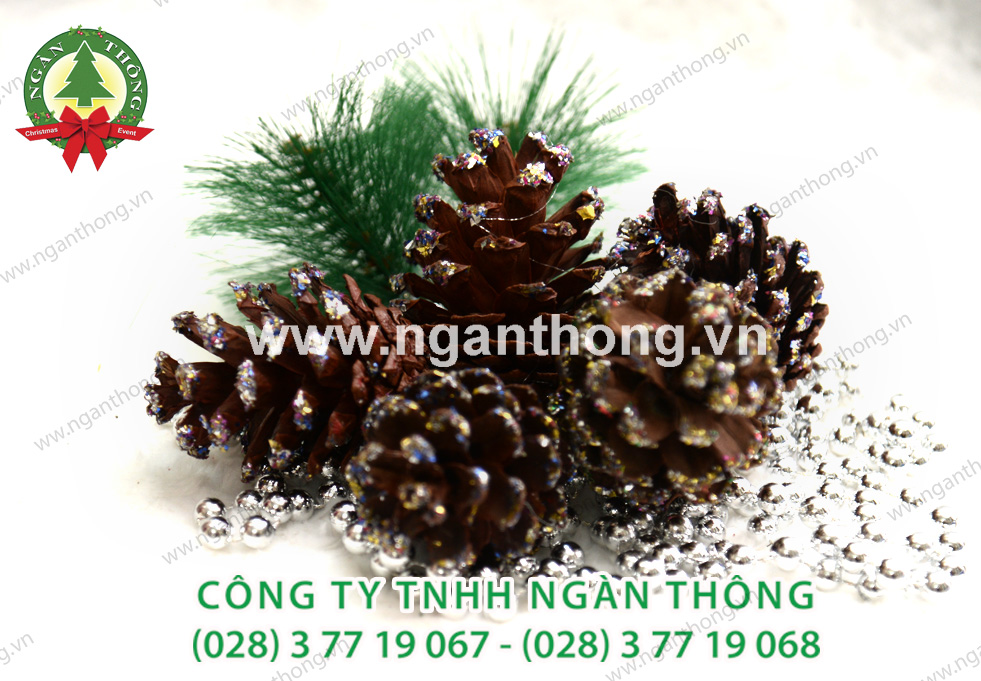 TRÁI THÔNG LĂN KIM TUYẾN