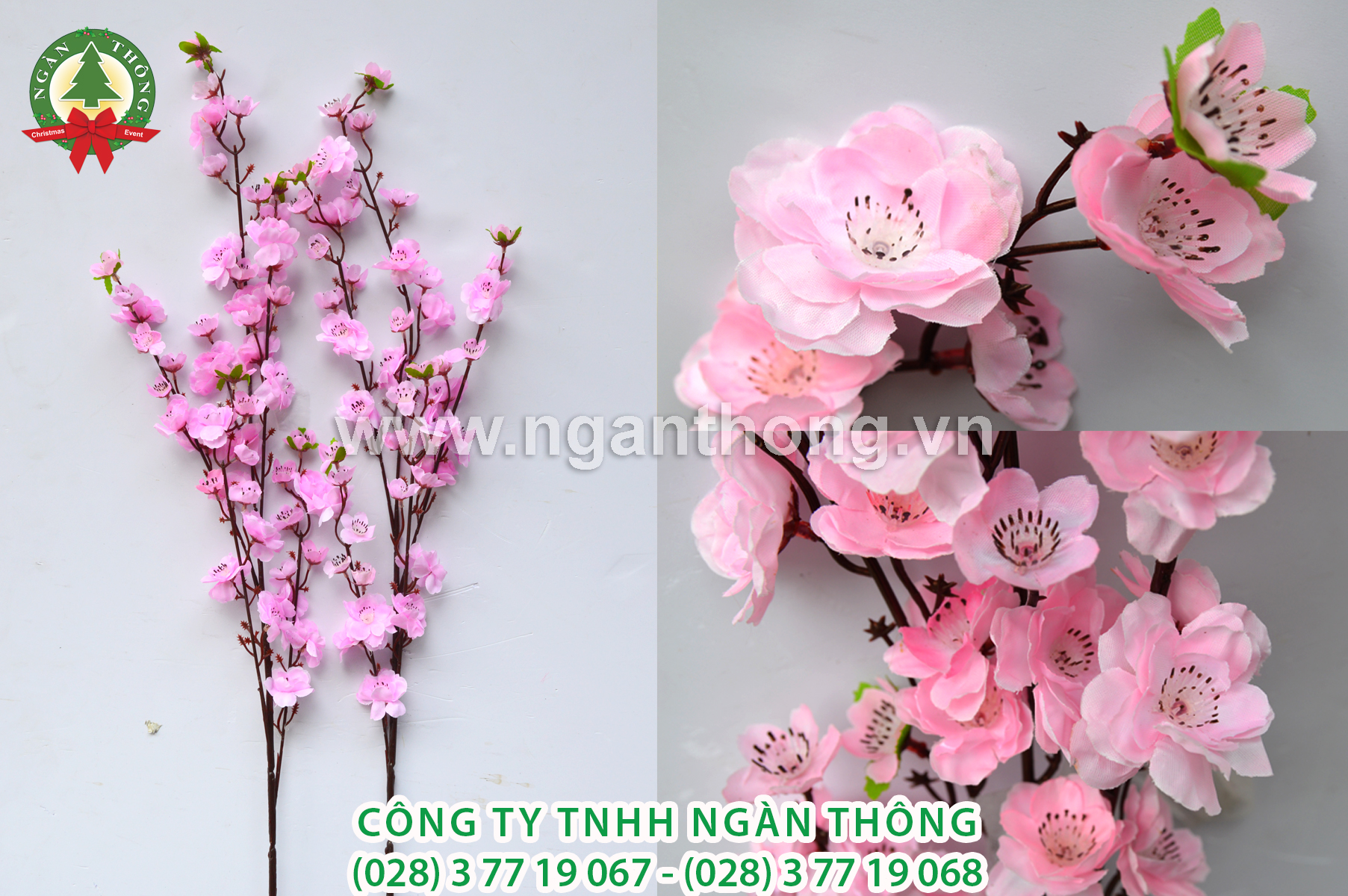 CÀNH ĐÀO HỒNG PHẤN MS2