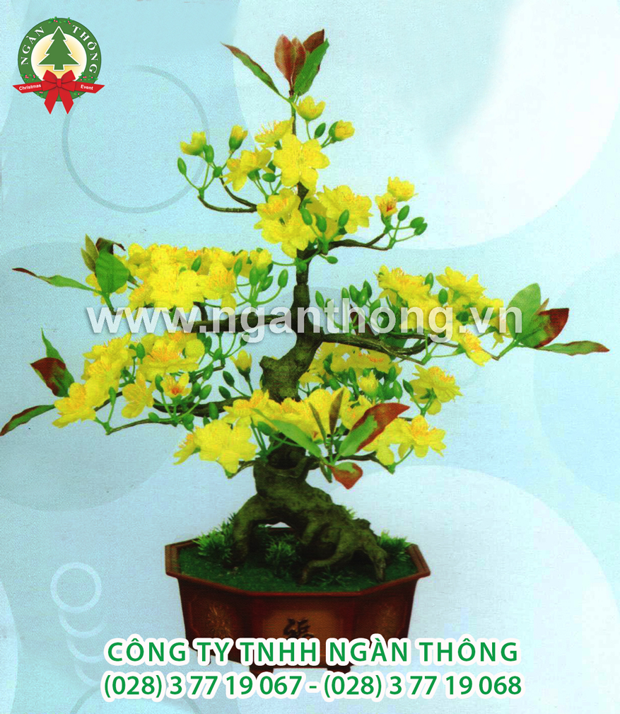 CÂY MAI BONSAI MN3 (50CM)