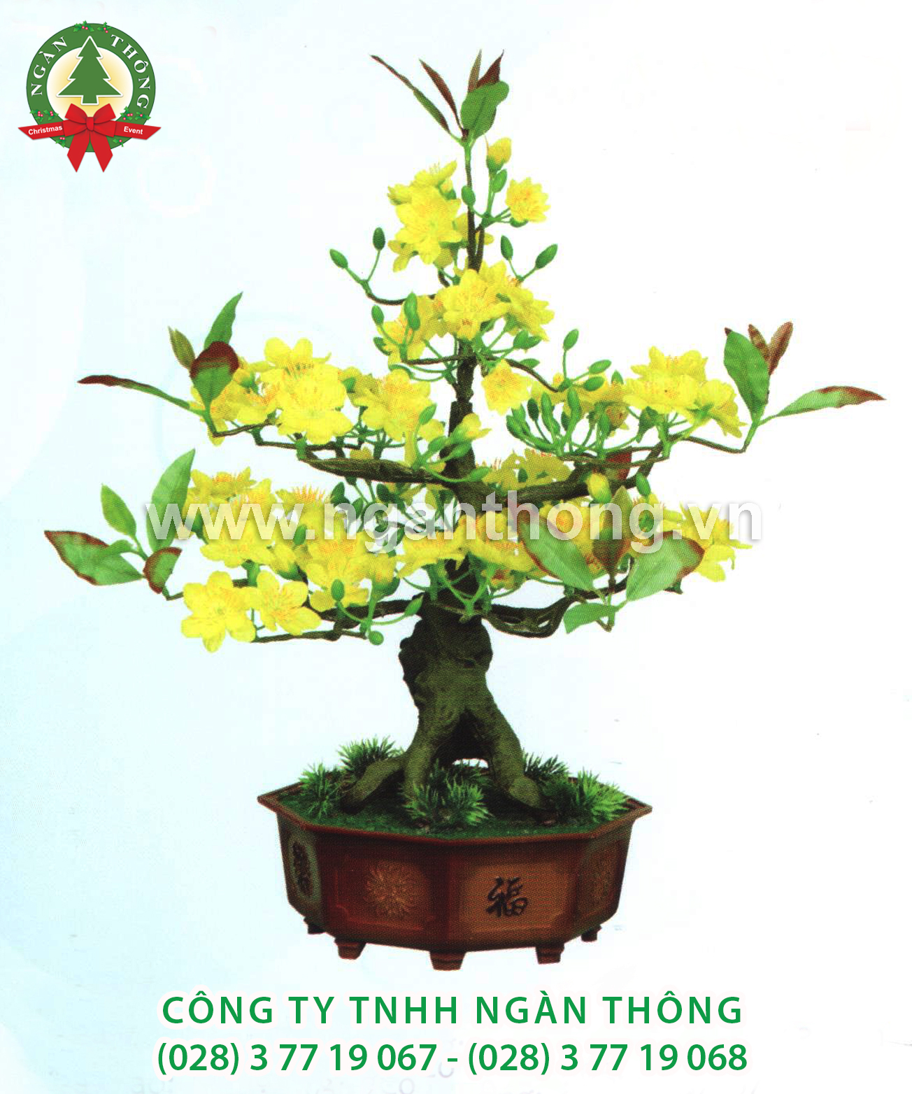 CÂY MAI BONSAI BM2 (50CM)