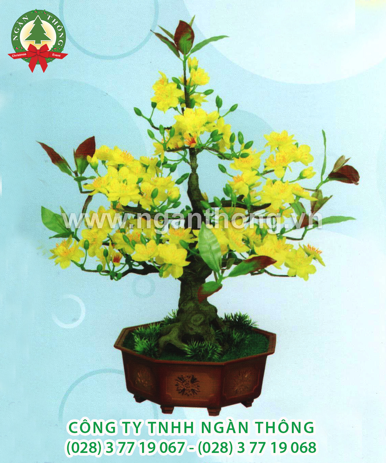 CÂY MAI BONSAI BM3 (50CM)