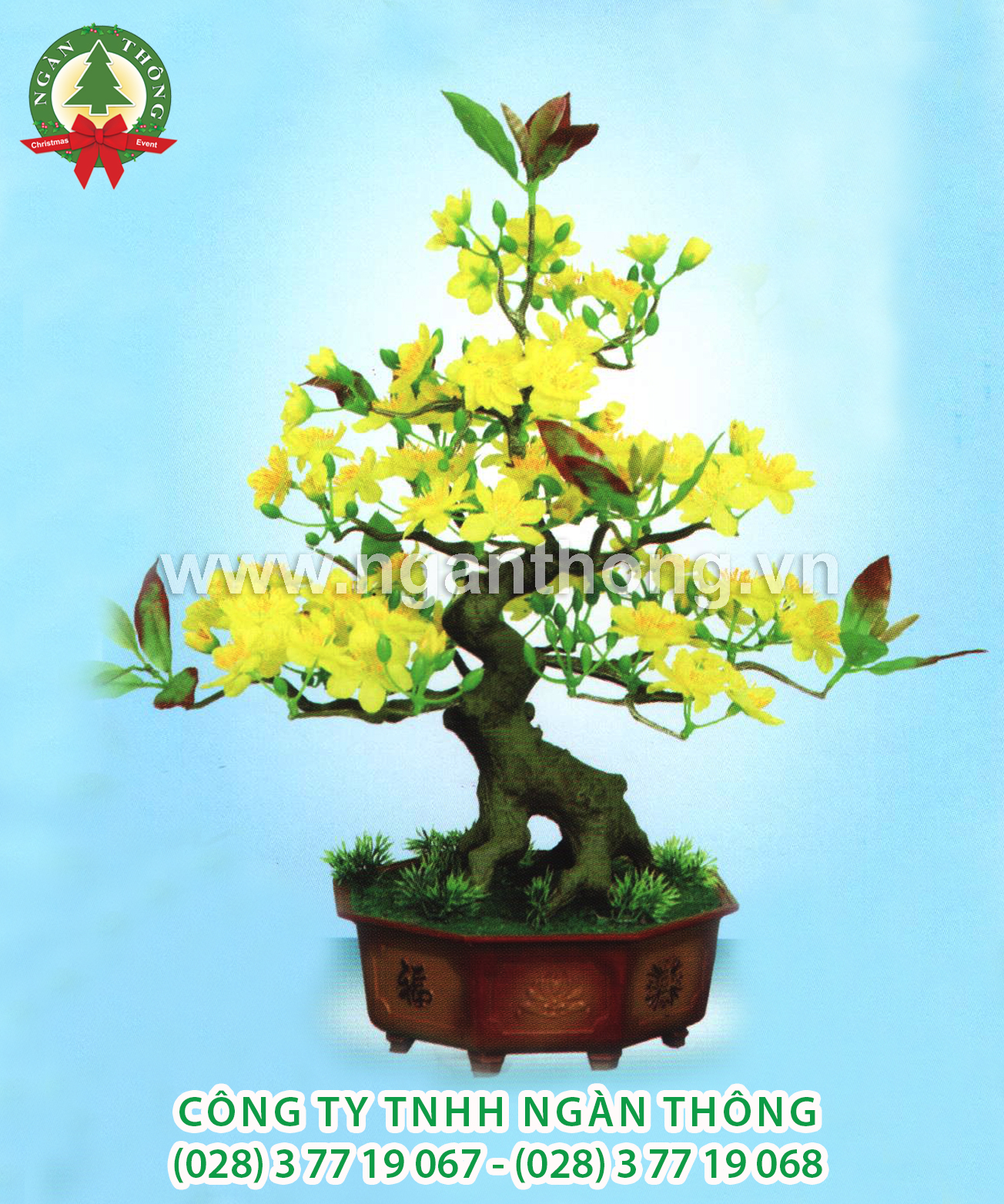 CÂY MAI BONSAI BM4 (48CM)