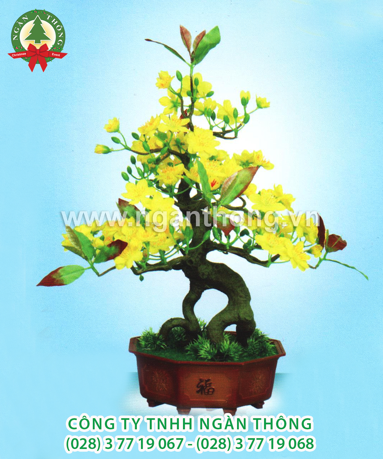 CÂY MAI BONSAI BM5 (52CM)