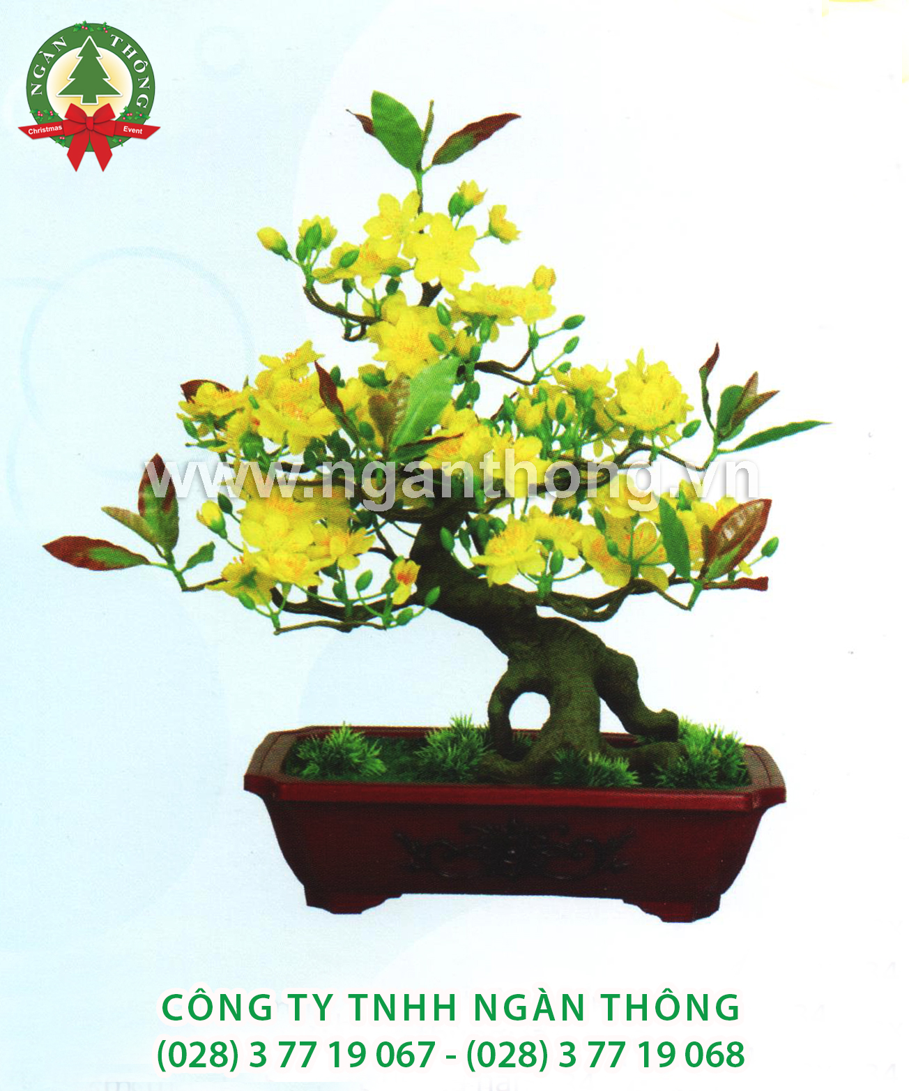 CÂY MAI BONSAI BM6 (50CM)