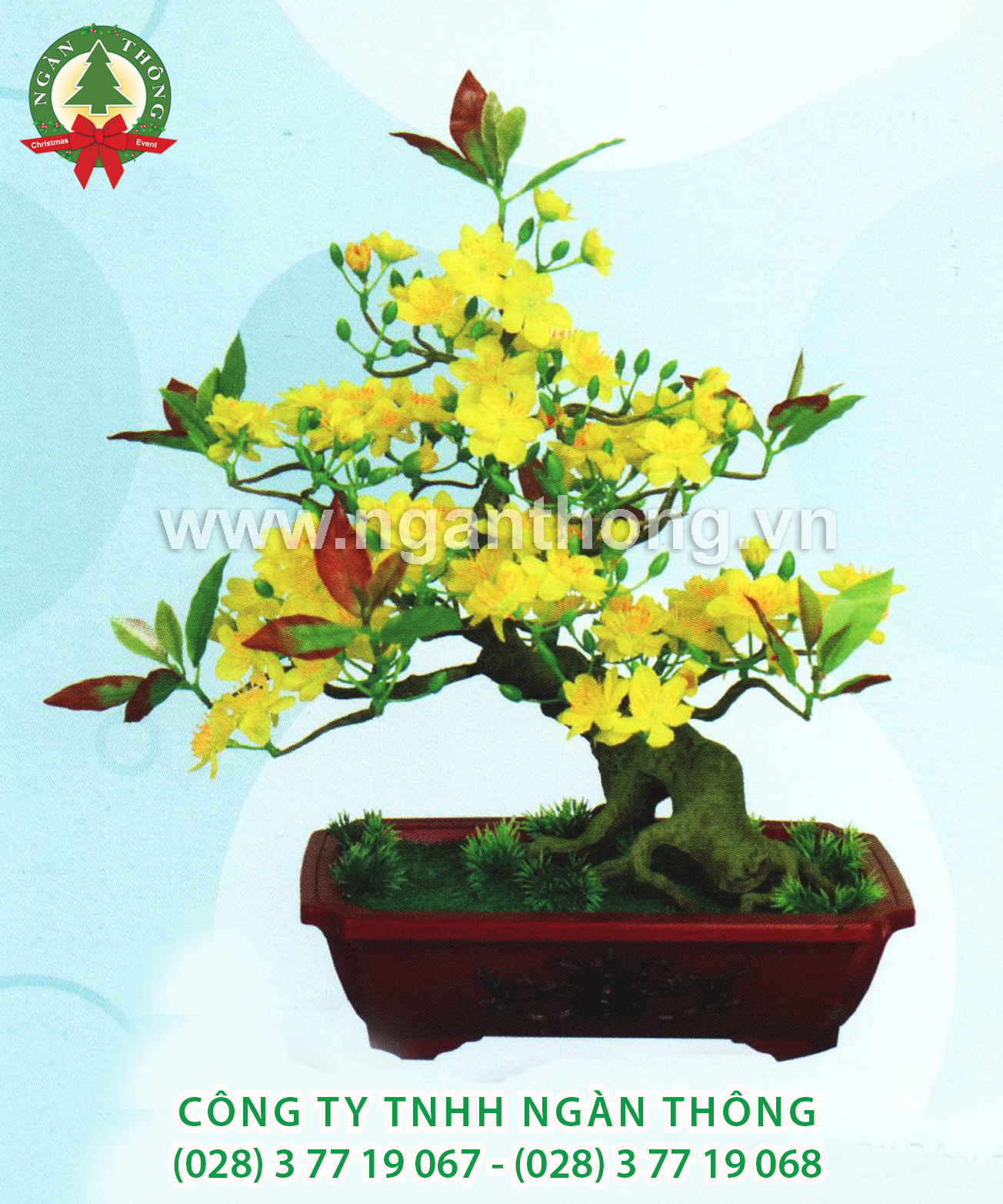 CÂY MAI BONSAI BM7 (50CM)